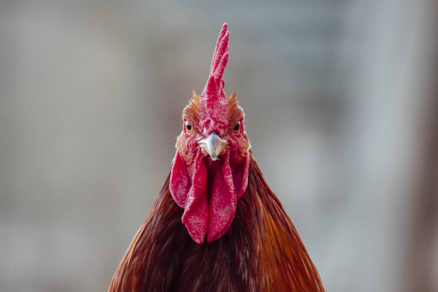 La Fira Avícola del Prat sí que exhibirà els seus pollastres malgrat la grip aviària